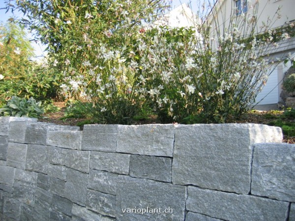 Naturnahe Bepflanzung